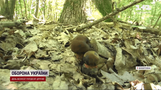 На Вінниччині родина поласувала небезпечними грибами: наслідки плачевні