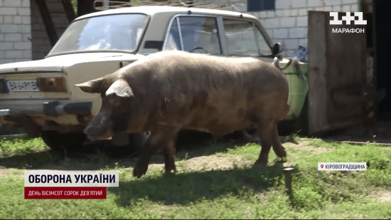 Харчується делікатесами, сам заробляє і має шанувальників: історія успіху кабана Едика з Кіровоградщини