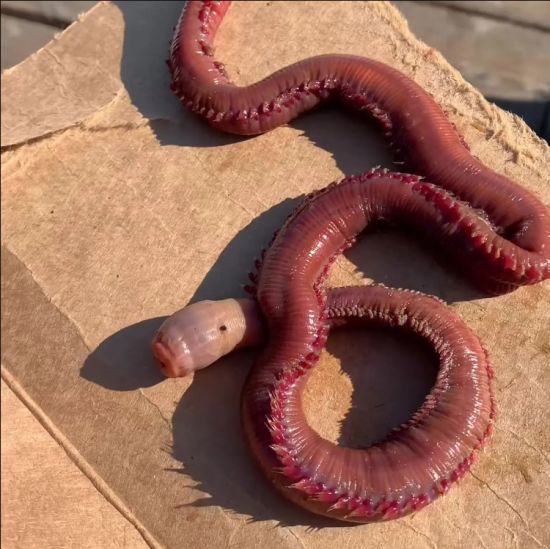 "Необрізаний прибулець": морську істоту з отруйними зубами охрестили жахіттям – фото, відео