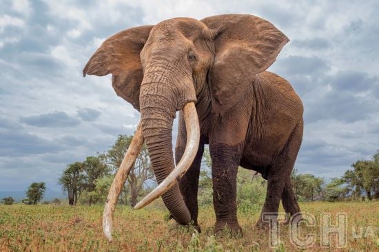 Стадо слонів затоптало туриста: подробиці трагедії