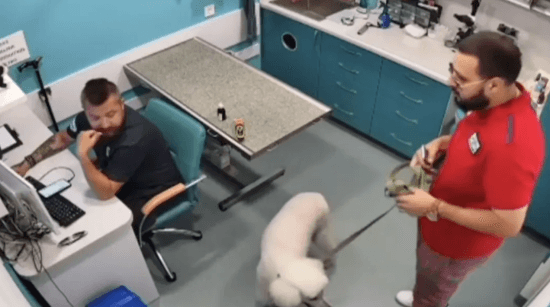 Доматюкався: в Одесі кривдником ветеринара на протезах зацікавилась поліція (відео)