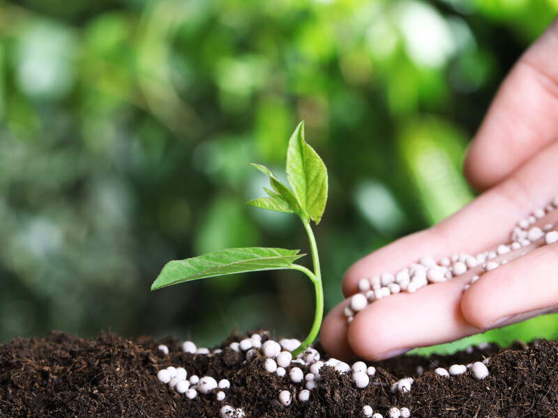 Секретна шпаргалка для городника: як без вагів під рукою точно відміряти добрива? Секретна шпаргалка для городника: як без вагів під рукою точно відміряти добрива?