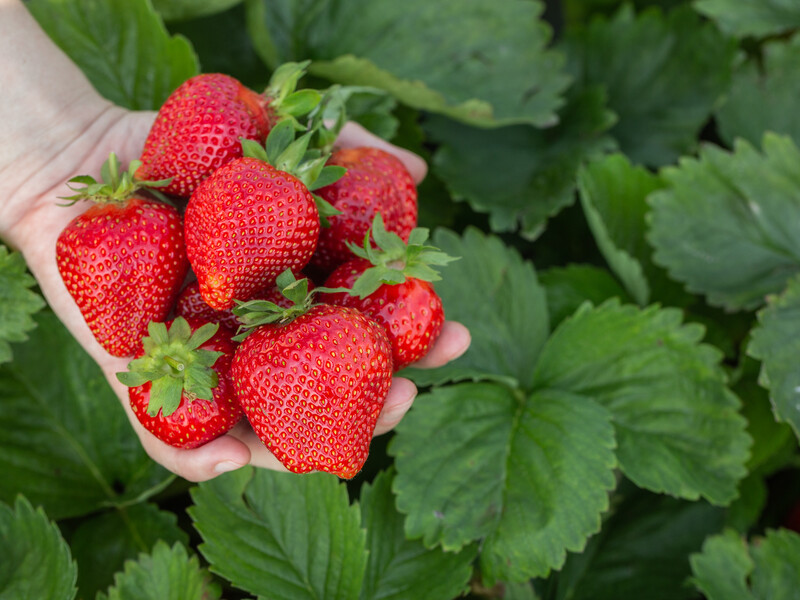 "Це легкий спосіб отримати більше саджанців для розмноження полуниці". Порада відомого блогера-садівника "Це легкий спосіб отримати більше саджанців для розмноження полуниці". Порада відомого блогера-садівника