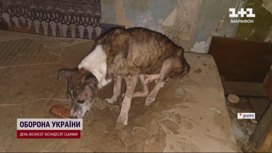 Собака два місяці чекав на своїх господарів у знищеному росіянами будинку: як все закінчилось