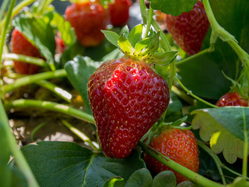 Не робіть цього після того, як урожай полуниці зібрано. Садівники назвали процедуру, яка не має сенсу Не робіть цього після того, як урожай полуниці зібрано. Садівники назвали процедуру, яка не має сенсу