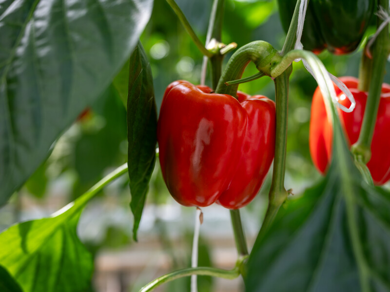 Після цього підживлення овочі "будуть рости наввипередки". Городники розповіли, чим удобрити перець у спеку, щоб він і далі плодоносив