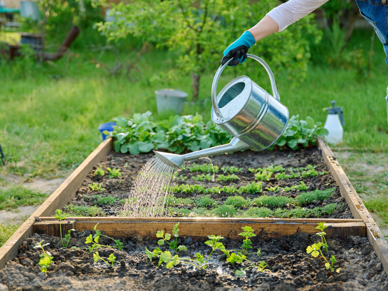 "Звичайний режим поливу може призвести до загибелі врожаю". Городники розповіли, як у спеку правильно поливати город "Звичайний режим поливу може призвести до загибелі врожаю". Городники розповіли, як у спеку правильно поливати город