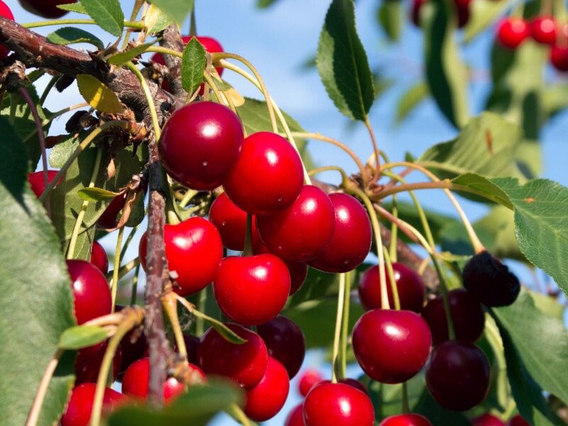 Обов'язково проведіть це оброблення вишні. Городники назвали головні правила Обов'язково проведіть це оброблення вишні. Городники назвали головні правила