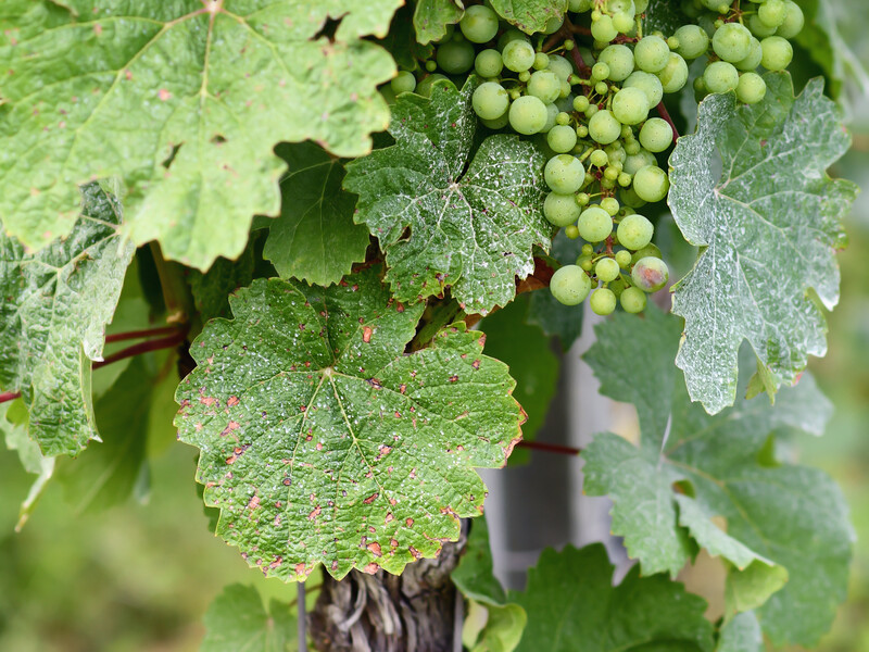 Якщо побачили це на листі – рятуйте врожай. Садівники розповіли, як захистити виноград від оїдіуму і мілдью Якщо побачили це на листі – рятуйте врожай. Садівники розповіли, як захистити виноград від оїдіуму і мілдью