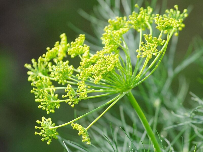 Городники назвали оптимальну відстань між грядками кропу Городники назвали оптимальну відстань між грядками кропу