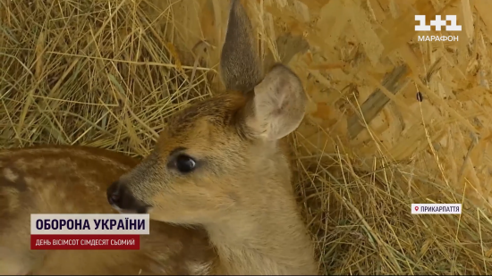 Чоловік з Прикарпаття врятував у лісі косулю і тварина стала зіркою соцмереж: фото, відео