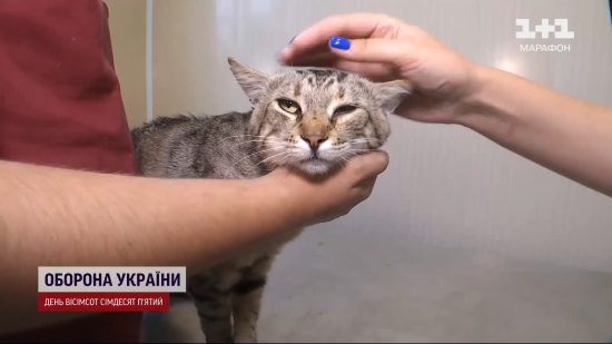 Історія кота Васі, який вижив під час ракетного удару Росії по Києву, отримала несподіване продовження