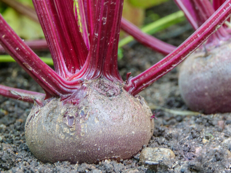 Усього одне підживлення в липні – і буряк виросте великим, солодким і без прожилок. Городниця розповіла про "старий дідівський спосіб"