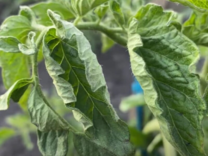 "Скручується листя на помідорах? Одне підживлення все виправить". Огородник розповів, чим підживити томати