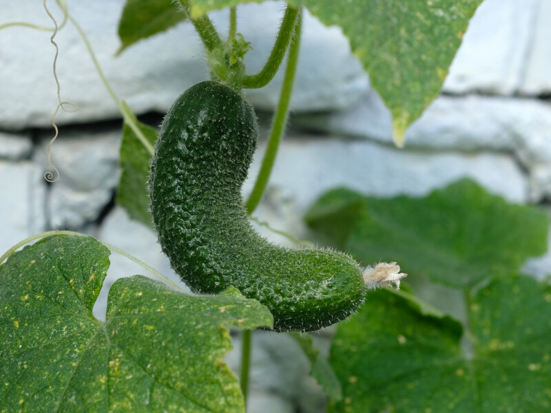 Чому огірки ростуть кривими? Цю причину можна усунути за одну хвилину Чому огірки ростуть кривими? Цю причину можна усунути за одну хвилину