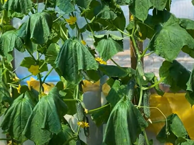 "Огірки в'януть. Що робити, щоб їх урятувати?" Городник розповів, як захистити врожай під час спеки