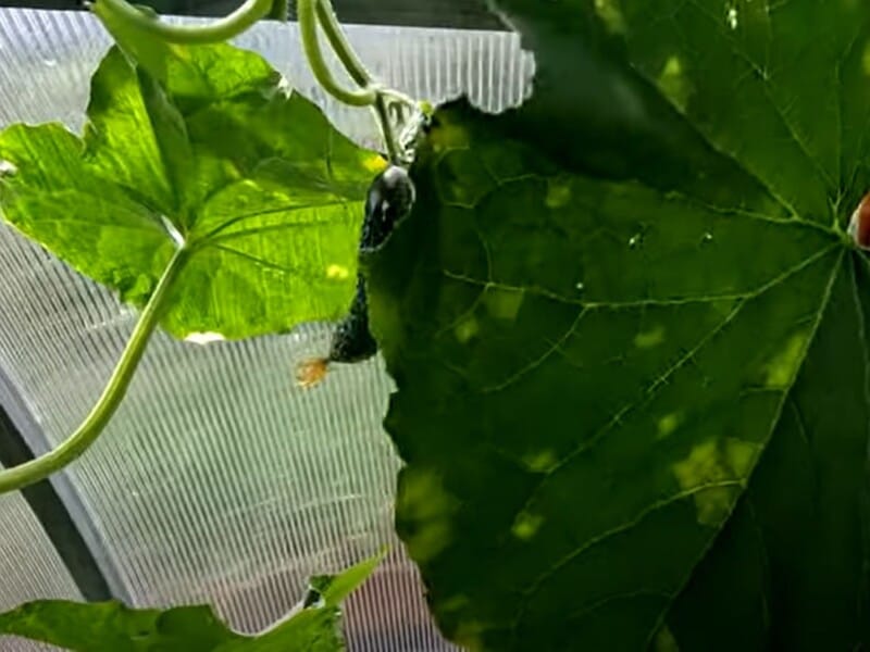 Якщо на листі з'явилися жовті плями, терміново обробляйте. Городник розповів, як врятувати огірки від "страшної хвороби" – пероноспорозу