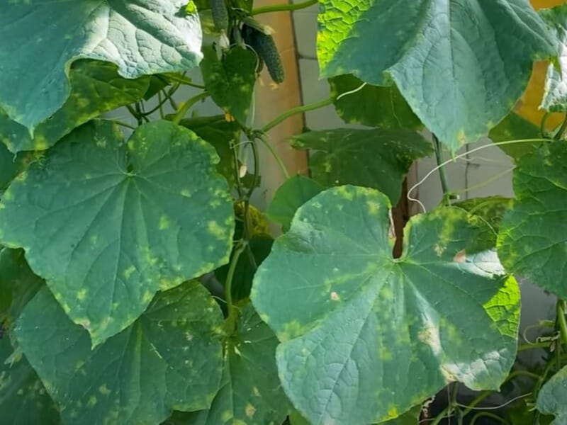 Якщо на листі з'явилися жовті плями, терміново обробляйте. Городник розповів, як врятувати огірки від пероноспорозу