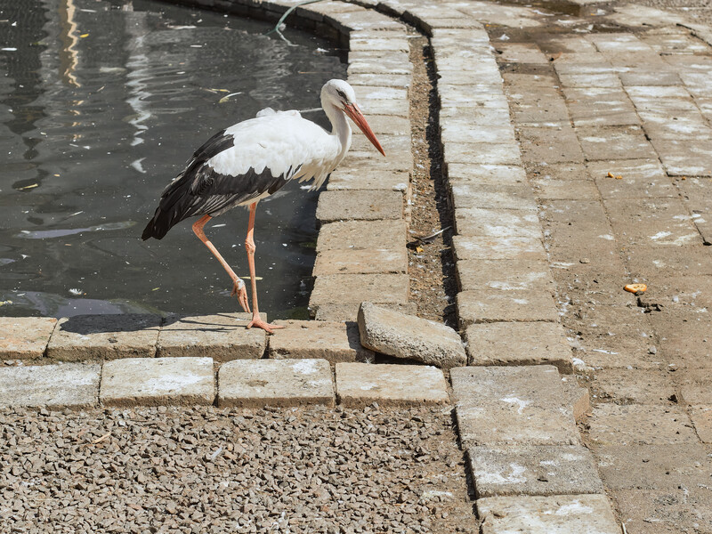 Поліцейські в Рівному у спеку напоїли водою лелеку, який постійно підлітав до екіпажу. Відео Поліцейські в Рівному у спеку напоїли водою лелеку, який постійно підлітав до екіпажу. Відео