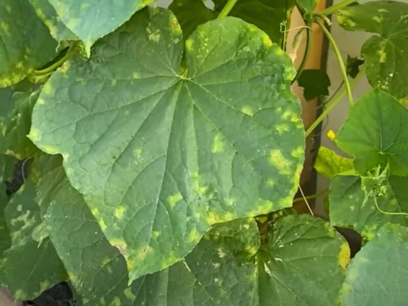 Додайте це у воду – і зберете щедрий урожай. Городник назвав "чарівний засіб" для захисту огірків від пероноспорозу