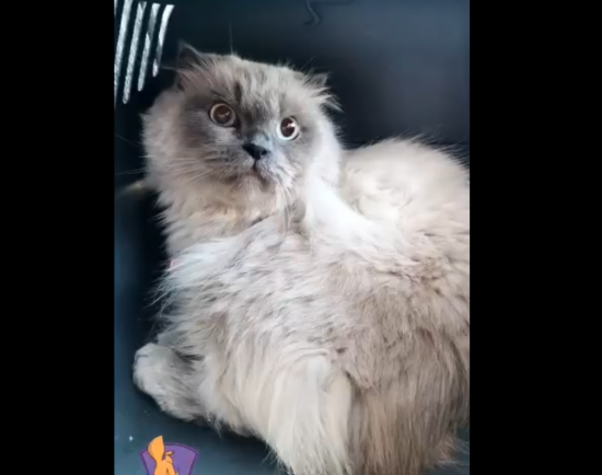 "Викинула кицьку з вікна багатоповерхівки, бо заважала спати": нові подробиці жахливого випадку у Києві