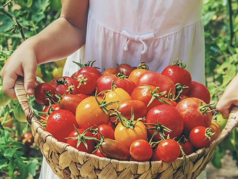 Усе виросте й добре вкоріниться, якщо посадите рослини в ці дати. Календар городника на серпень 2024 року