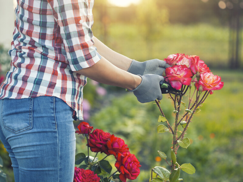 "Це правило добре працює". Садівники поділилися секретом правильної обрізки троянд