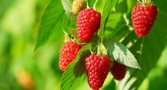 Чим потрібно зараз підгодувати малину, щоб було багато ягід