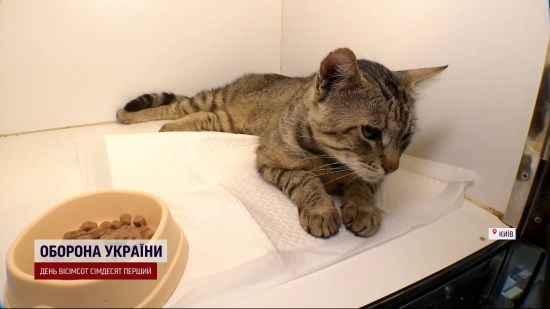 Диво-порятунок на місці "прильоту": як вдалося врятувати кота під завалами будинку