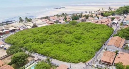 Масштаб приголомшує: найбільше у світі дерево кеш'ю займає площу понад 8000 квадратних метрів – фото