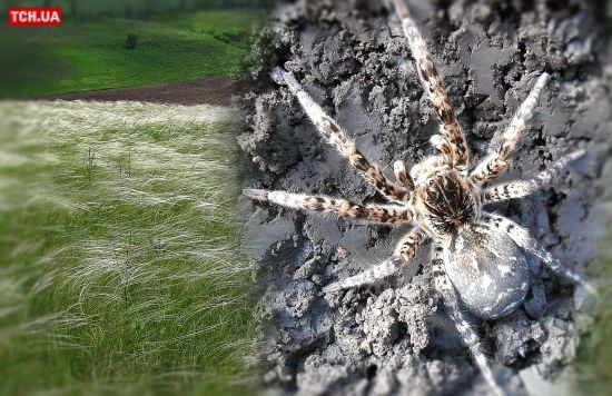 Нашестя павуків в Україні: у яких регіонах небезпечно та що робити після укусу