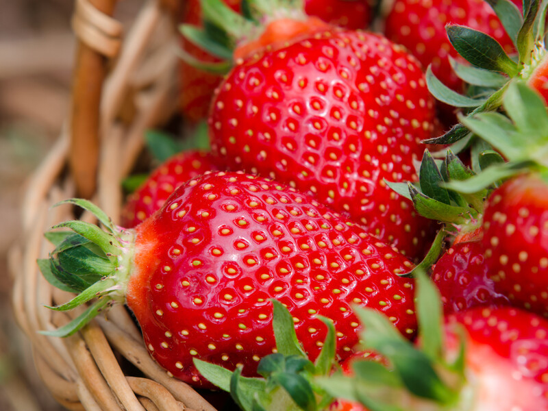 "Після цього підживлення полуниця буде плодоносити так, що ви не встигатимете її збирати". Зробіть це після спекотних днів
