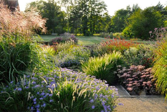 Топ 10 посухостійких багаторічних квітів, які можна майже не поливати (фото)