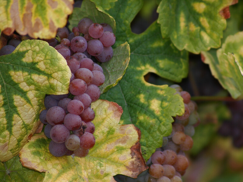 Насипте це під корінь і залийте водою. Садівник розповів, як урятувати врожай винограду від хлорозу Насипте це під корінь і залийте водою. Садівник розповів, як урятувати врожай винограду від хлорозу