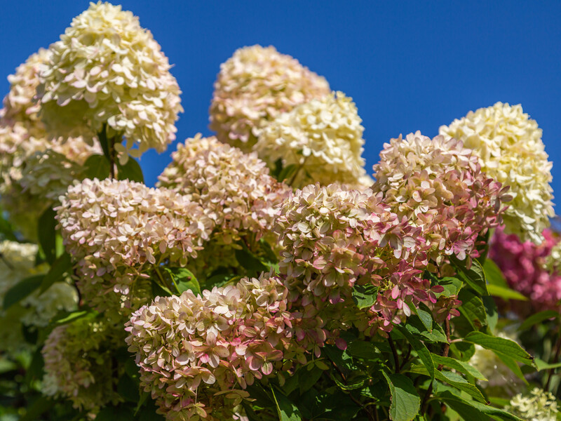 "Мої поради, як не в усіх". Садівниця розповіла, як домогтися надзвичайного цвітіння волотистої гортензій "Мої поради, як не в усіх". Садівниця розповіла, як домогтися надзвичайного цвітіння волотистої гортензій