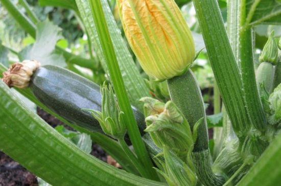 Чому гниють зав'язі та плоди кабачків і що з цим робити