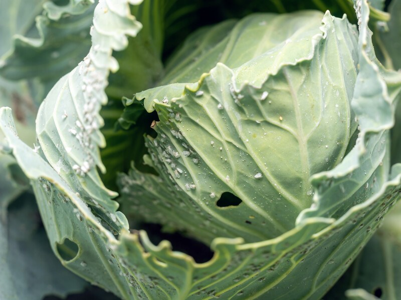 "Використовуйте біопрепарати". Спеціалістка рекомендує три варіанти бюджетних засобів для знищення білокрилки "Використовуйте біопрепарати". Спеціалістка рекомендує три варіанти бюджетних засобів для знищення білокрилки