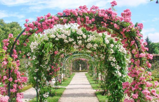 Найкращі сорти плетистих троянд