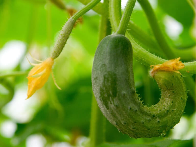 Зробіть просте підживлення, і огірки не закручуватимуться