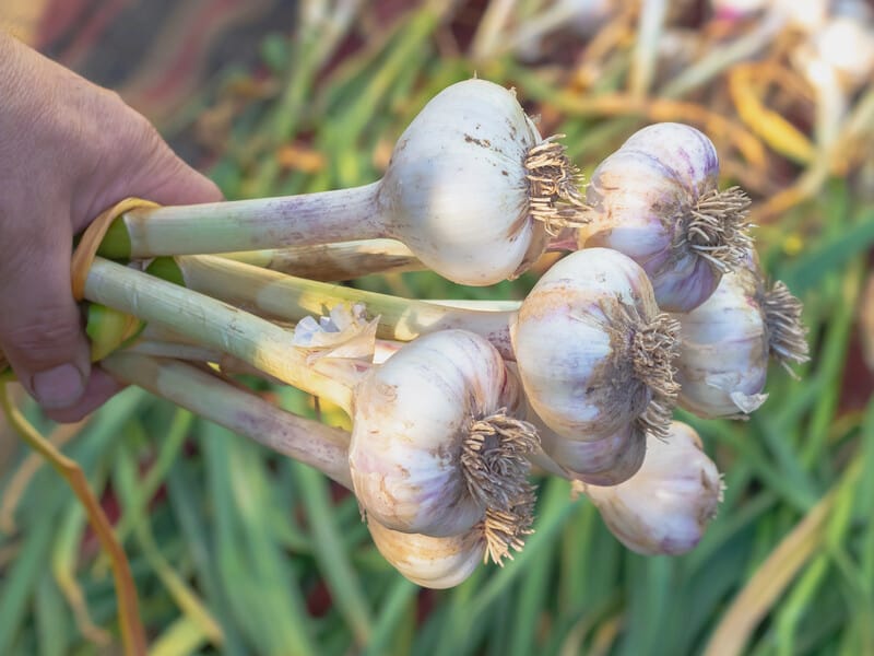 Не саджайте ці культури після збирання озимого часнику – ризикуєте втратити весь урожай Не саджайте ці культури після збирання озимого часнику – ризикуєте втратити весь урожай