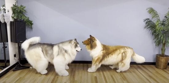 Чоловік, який витратив мільйони, щоб мати вигляд собаки, знайшов "друга іншої породи" – відео