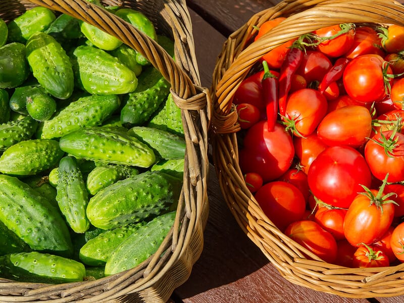 "Огірки з помідорами втомитеся збирати". Приготуйте ефективне підживлення з гороху "Огірки з помідорами втомитеся збирати". Приготуйте ефективне підживлення з гороху