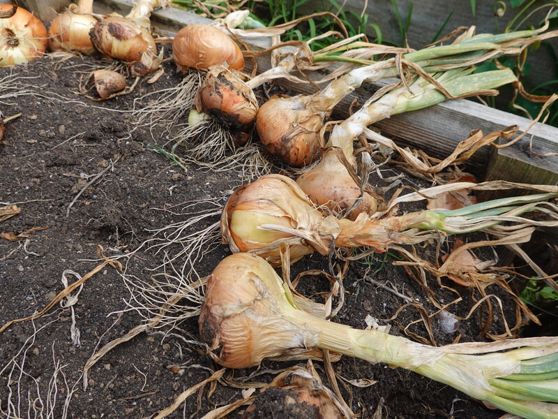 Як заплести цибулю в коси для зберігання, щоб вони не розплелися. Городниця розповіла про перевірений спосіб