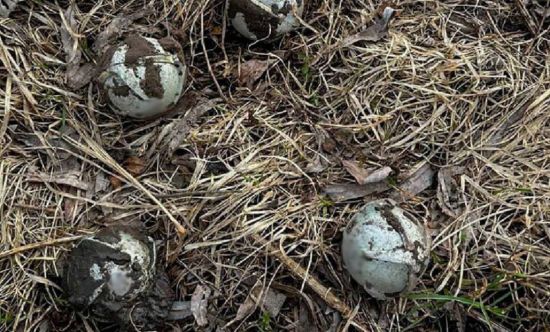 "Смертоносні мʼячики": в ДСНС попередили про появу нових вибухонебезпечних предметів