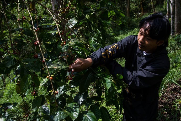 Ціни на каву у світі зросли на 20% через спеку в Азії