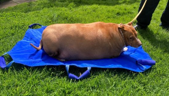 Жінку кинули за ґрати за перегодовування собаки – фото