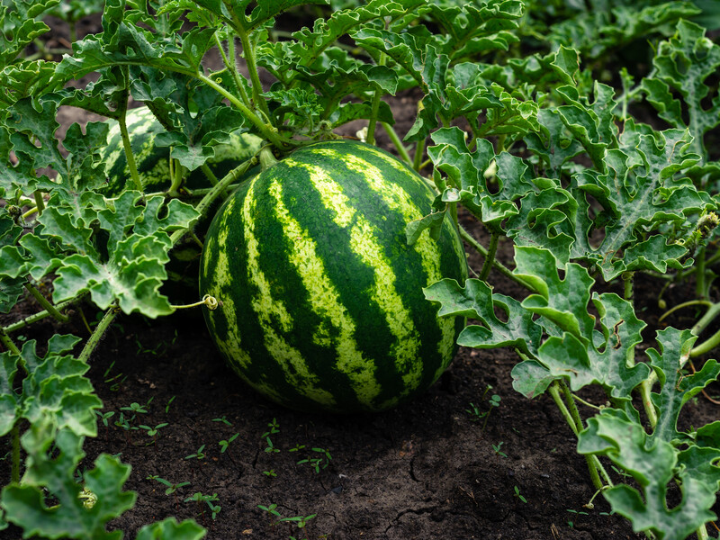 Полийте цим кожен кущ – і кавуни виростуть великими й солодкими. Городники розповіли про ефективне підживлення в липні Полийте цим кожен кущ – і кавуни виростуть великими й солодкими. Городники розповіли про ефективне підживлення в липні