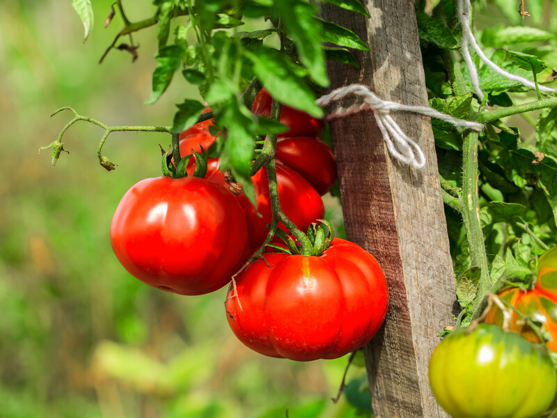 "Завдяки цим секретам томати будете відрами збирати". Городник розповів, як виростити великі й солодкі помідори