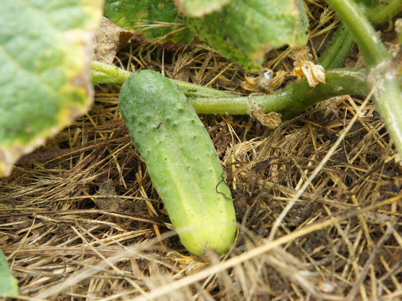Огірки виростуть гіркими, якщо у спеку не полити їх спеціальним розчином. Порада городників Огірки виростуть гіркими, якщо у спеку не полити їх спеціальним розчином. Порада городників
