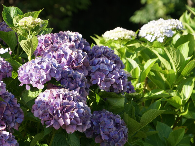 Бутони з'являться дуже швидко. Що зробити зараз із неквітучим кущем гортензії. Відео
